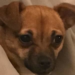 Meet your Posher, Joy